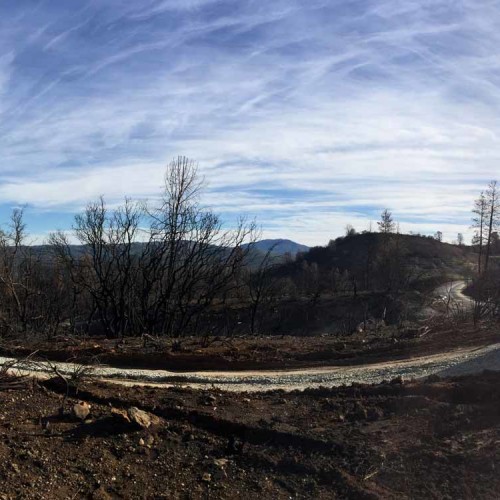 A construction worker stepping out of a car in a wooded area.